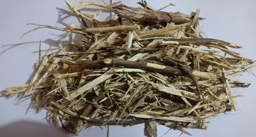 Citrus Tree Trimmings (Biomass) 